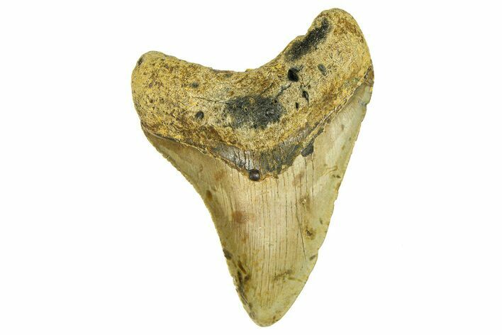 Fossil Megalodon Tooth - North Carolina #294510